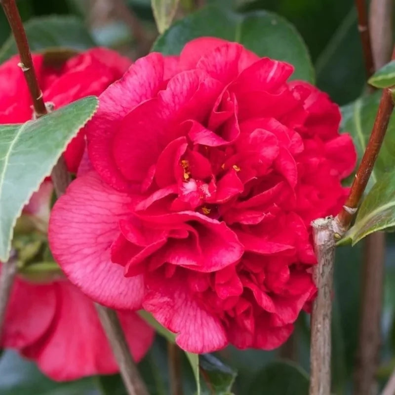 Camélia rouge