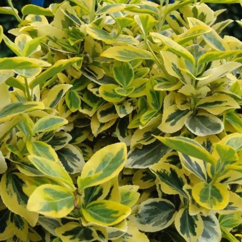Euonymus fortunei « Emerald 'n Gold »