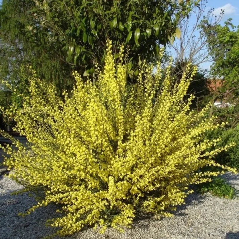 Genêt à balais