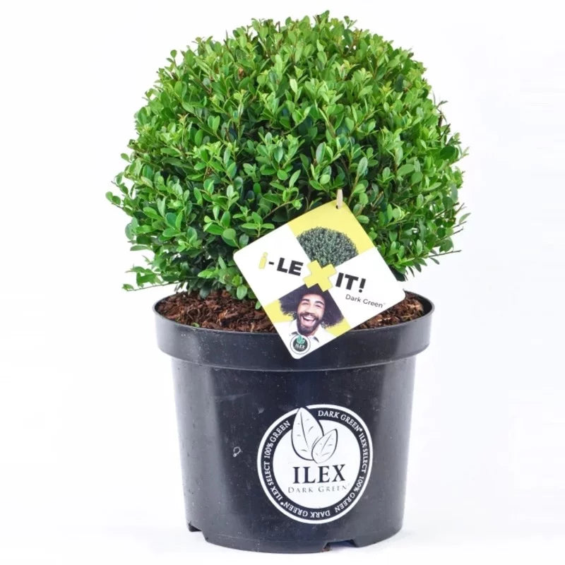 Ilex bol
