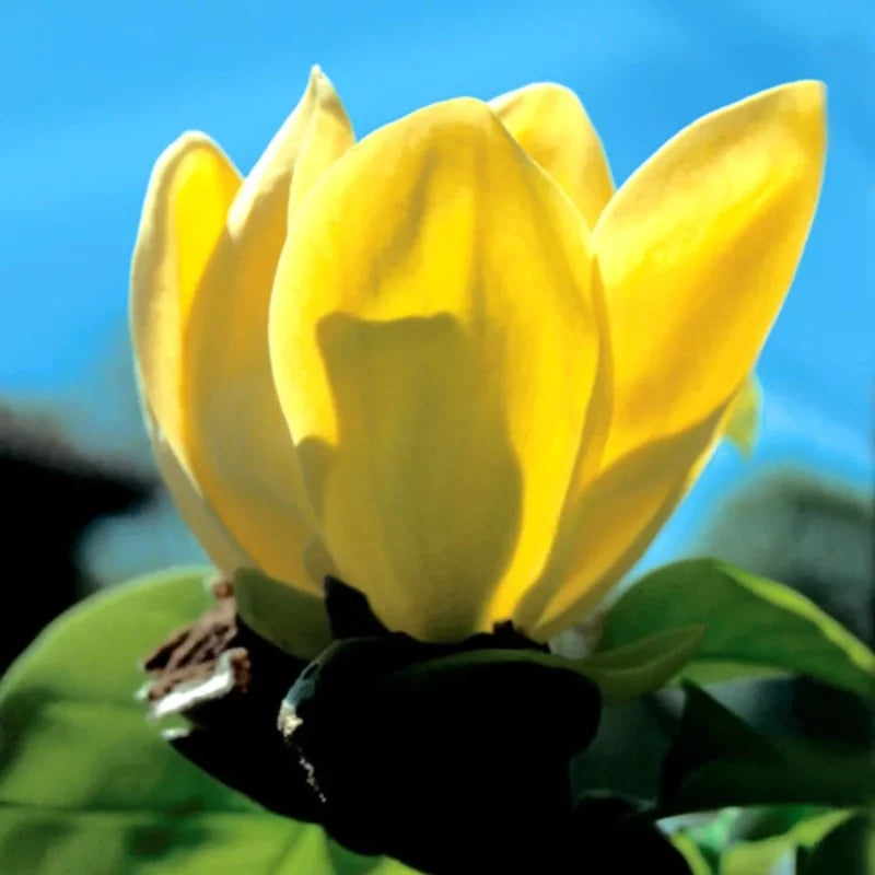 Magnolia brooklynensis « Yellow River »