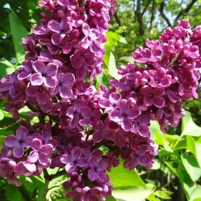 Syringa vulgaris « Andenken an Ludwig Spath »