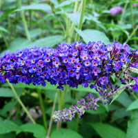 Arbre à papillons bleu-violet