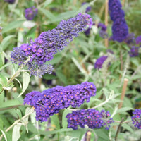 Arbre à papillons bleu-violet