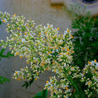 Bambou céleste