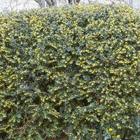 Berberis julianae