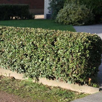 Berberis julianae