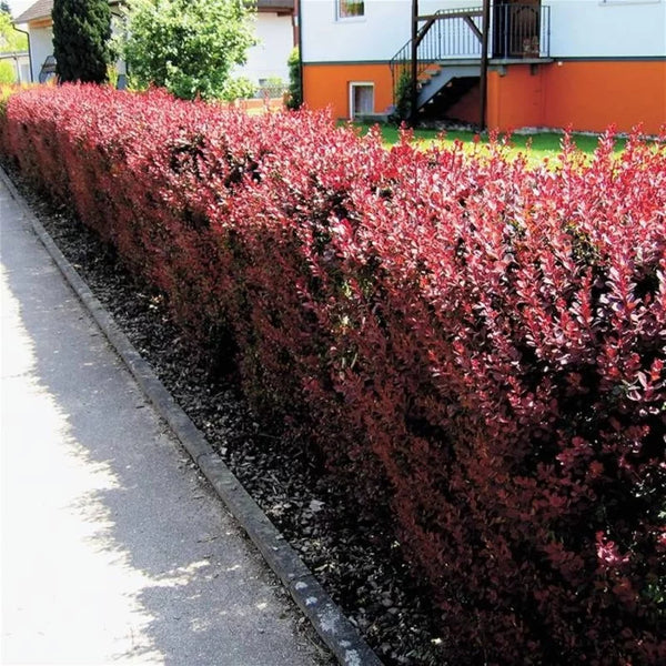 Berberis thunbergii « Atropurpurea »