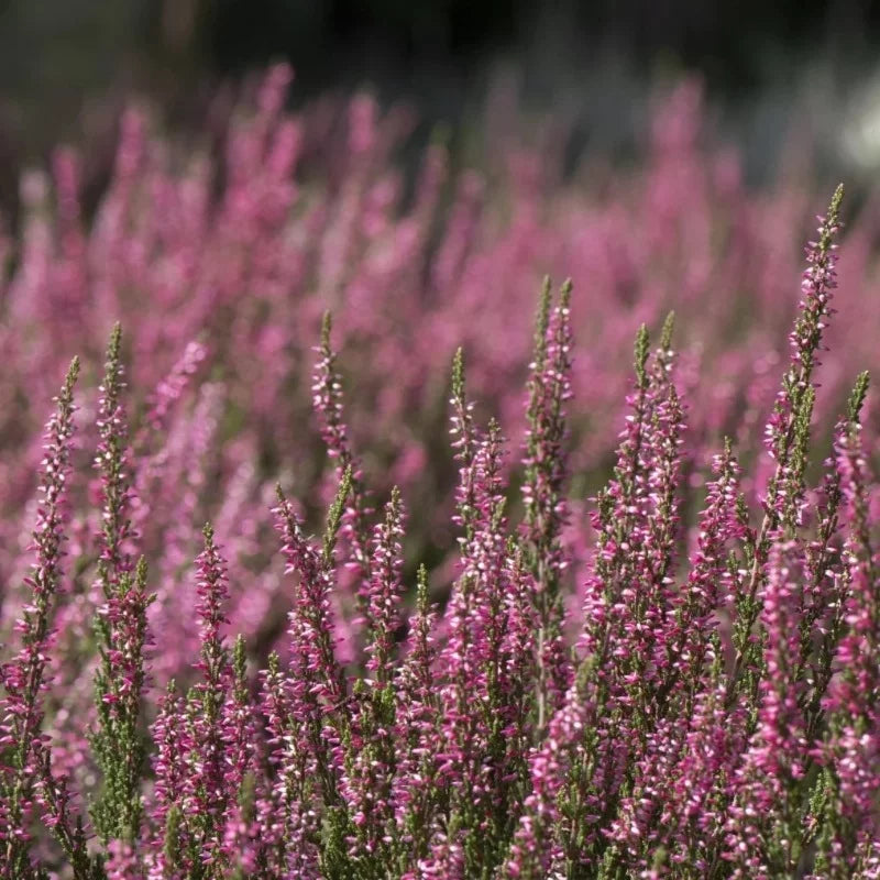 Bruyère carnée rose
