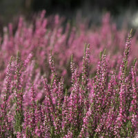 Bruyère carnée rose