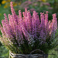 Bruyère carnée rose