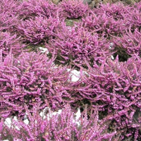 Bruyère carnée rose