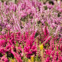 Bruyère carnée rose
