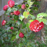 Camélia rouge
