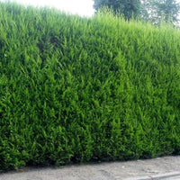 Conifère de haie à croissance rapide « Leylandii »
