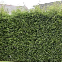 Conifère de haie à croissance rapide « Leylandii »