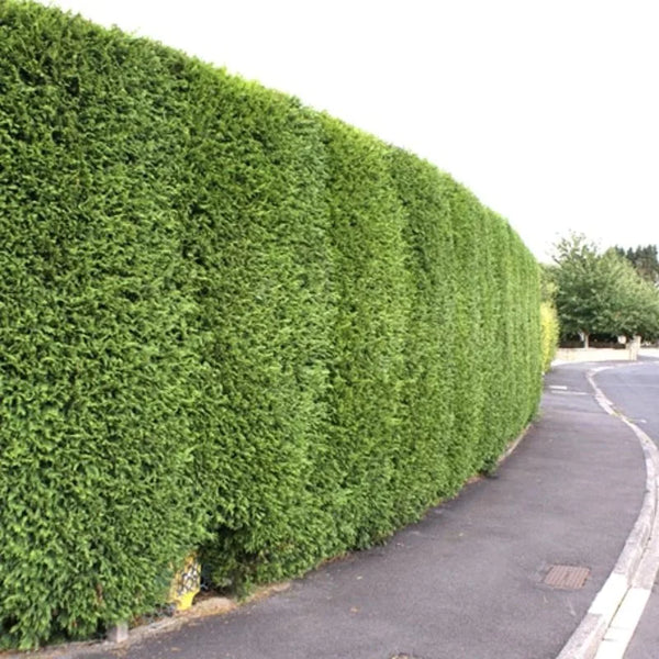 Conifère de haie à croissance rapide « Leylandii 2001 »