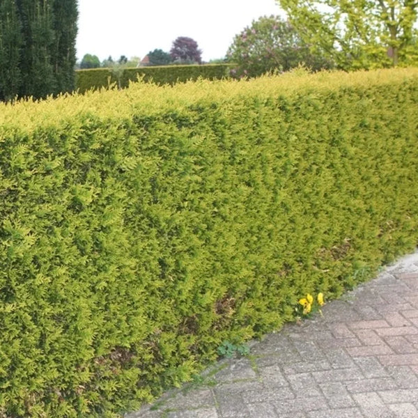 Conifère de haie jaune « Yellow Ribbon »