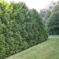 Conifère de haie verte de Thuya « Brabant »
