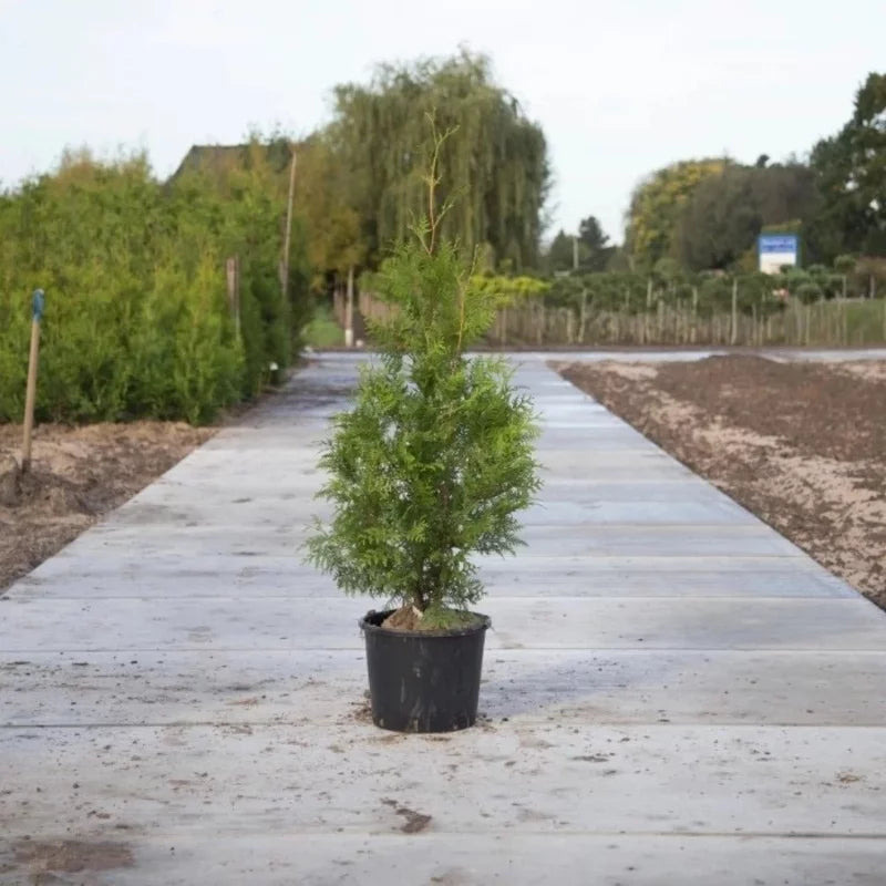 Conifère de haie verte de Thuya « Brabant »