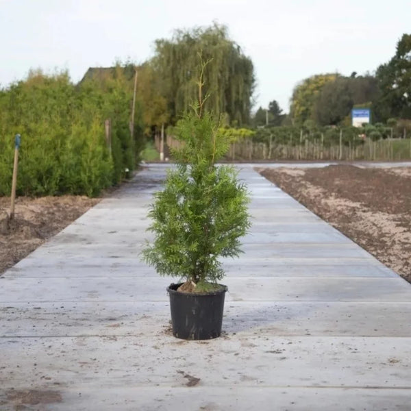Conifère de haie verte de Thuya « Brabant »