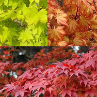 Erable du Japon mélange de 3 couleurs