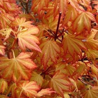 Erable du Japon mélange de 3 couleurs