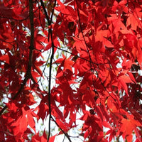 Erable du Japon mélange de 3 couleurs