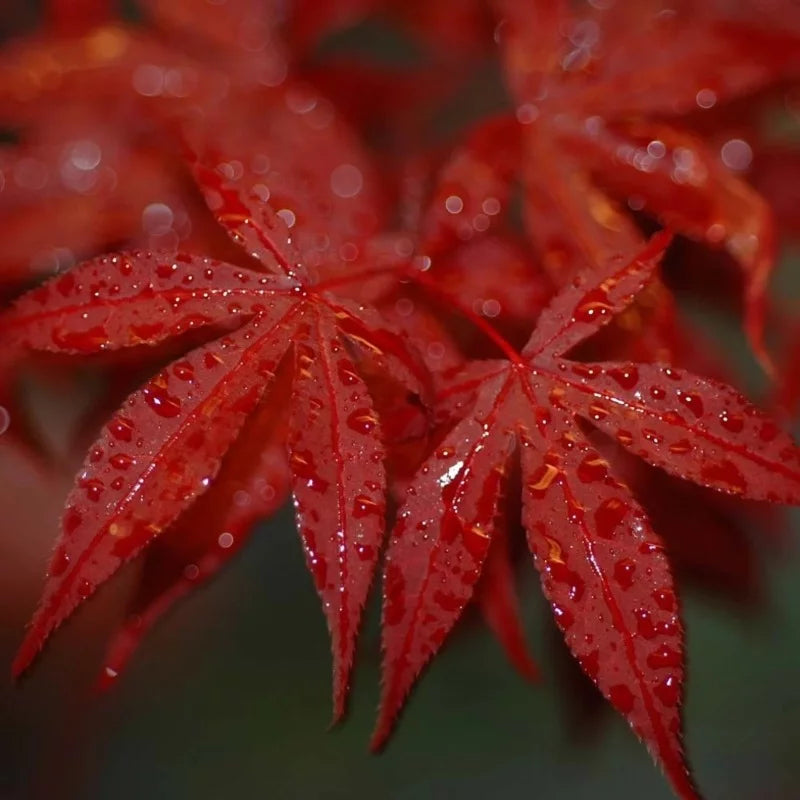 Érable rouge du Japon