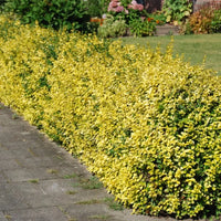 Euonymus fortunei « Emerald 'n Gold »