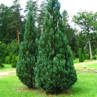Faux cyprès « Columnaris »