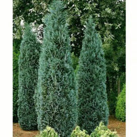 Faux cyprès « Columnaris »