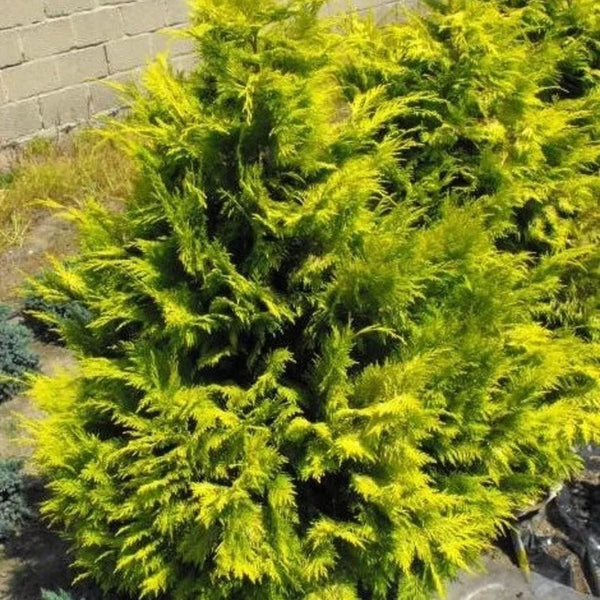 Faux cyprès « Golden Wonder »