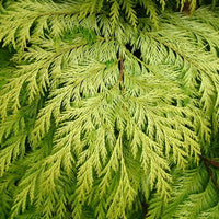 Faux cyprès « Golden Wonder »