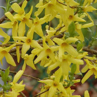 Forsythia « Spectabilis »