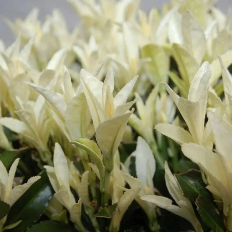 Fusain du Japon « Paloma Blanca »