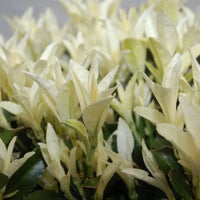 Fusain du Japon « Paloma Blanca »