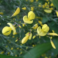 Genêt à balais