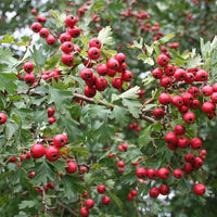Haie d'aubépine