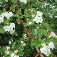 Haie d'aubépine