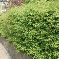 Haie d'aubépine