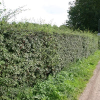 Haie d'aubépine