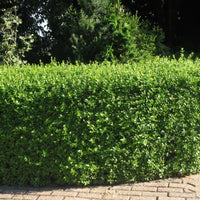 Haie de troènes