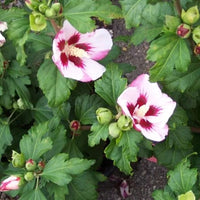 Hibiscus syriacus « Hamabo »