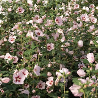 Hibiscus syriacus « Hamabo »