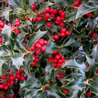 Ilex aquifolium « Alaska »