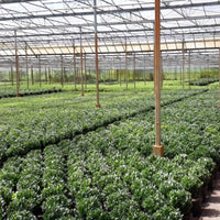 Ilex bol