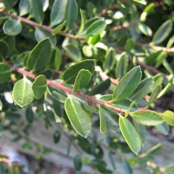 Ilex crenata « Caroline Upright »