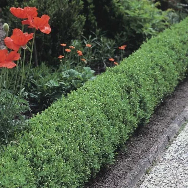 Troène sauvage « Lodense »