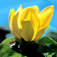 Magnolia brooklynensis « Yellow River »